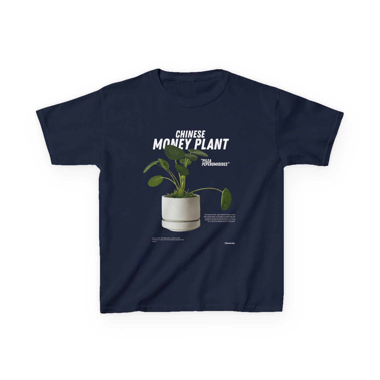 Chinese Money Plant