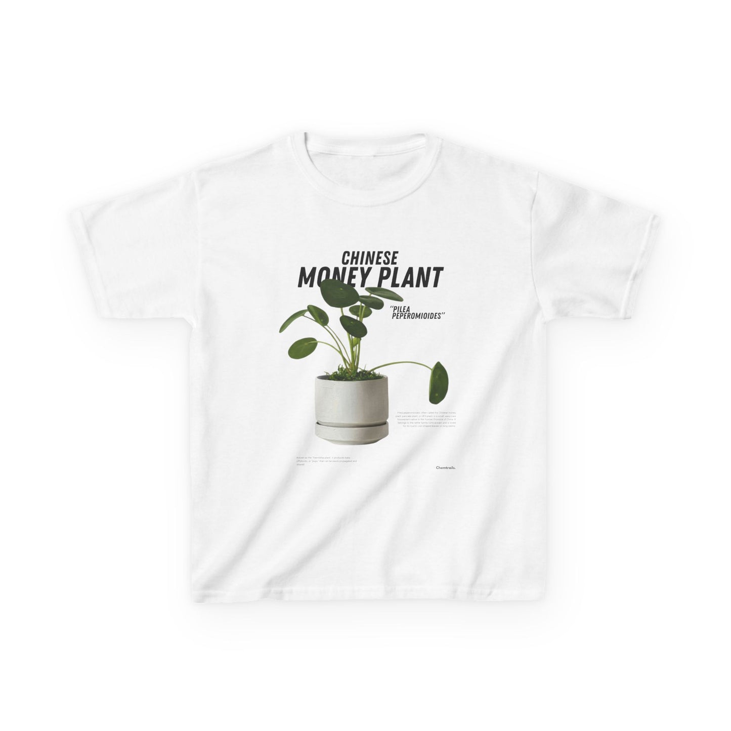 Chinese Money Plant