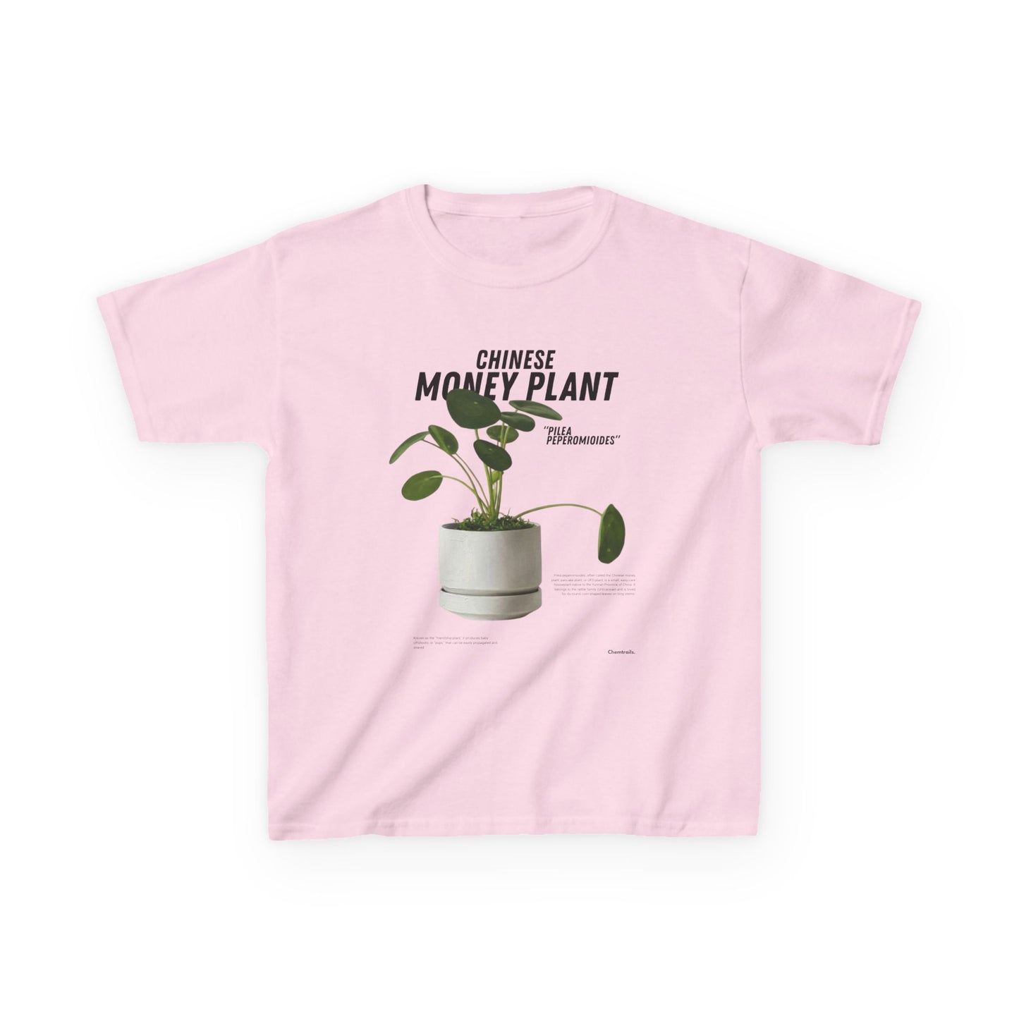 Chinese Money Plant